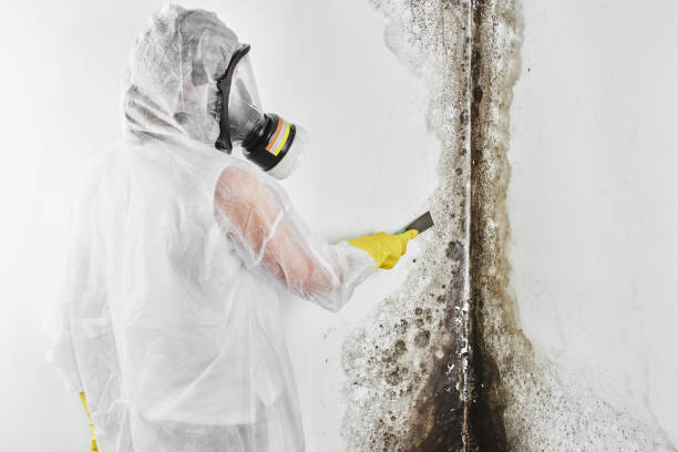 Best Mold Cleaning Services  in Groveport, OH