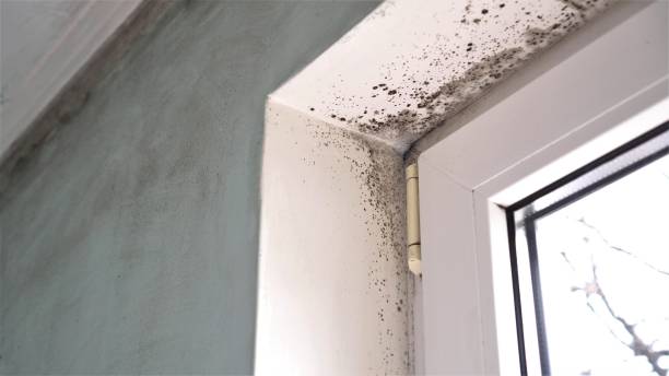 Best Crawl Space Mold Removal  in Groveport, OH