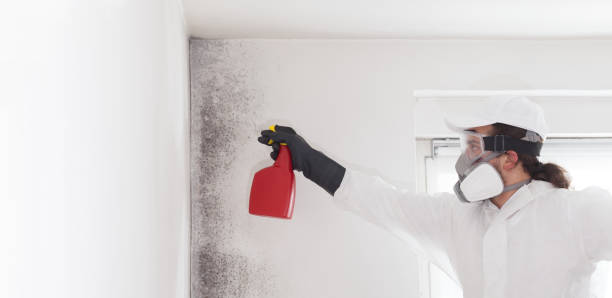 Best Professional Mold Removal  in Groveport, OH