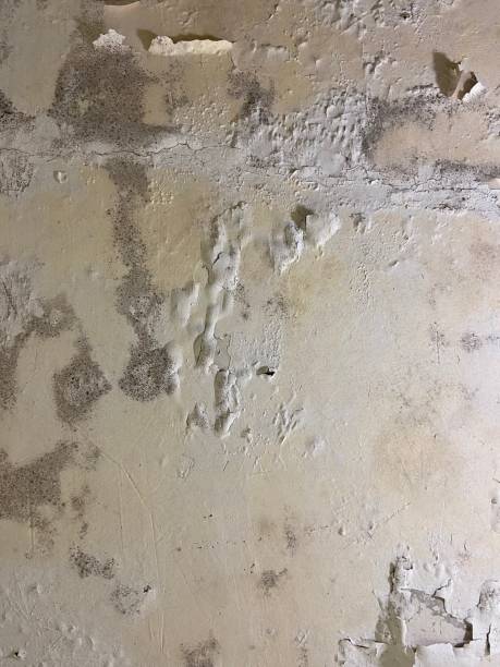 Best Affordable Mold Removal  in Groveport, OH