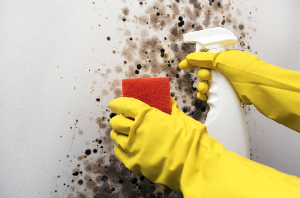 Best Mold Cleaning Services  in Groveport, OH