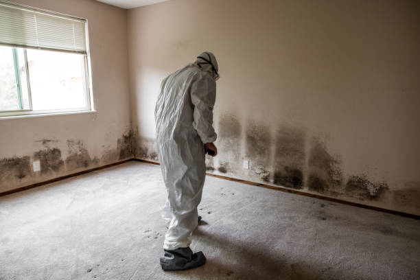 Best Commercial Mold Removal  in Groveport, OH