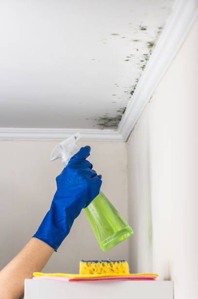 Best Mold Removal Process  in Groveport, OH
